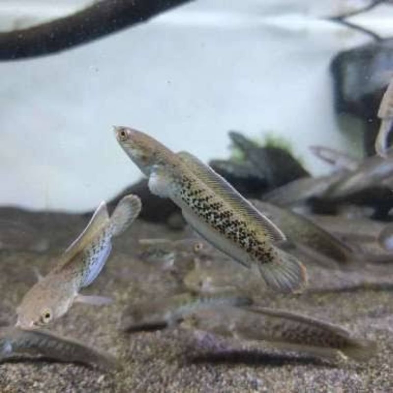 Channa Stewarti Rim Orange Full Dot Ikan Hias Canna Stewartii