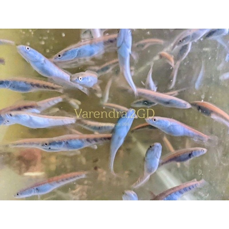 Maru Riau 5-6cm Original