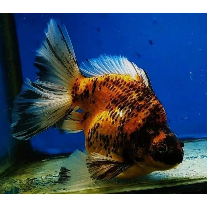 Ikan Mas Koki Ryukin Long Tail