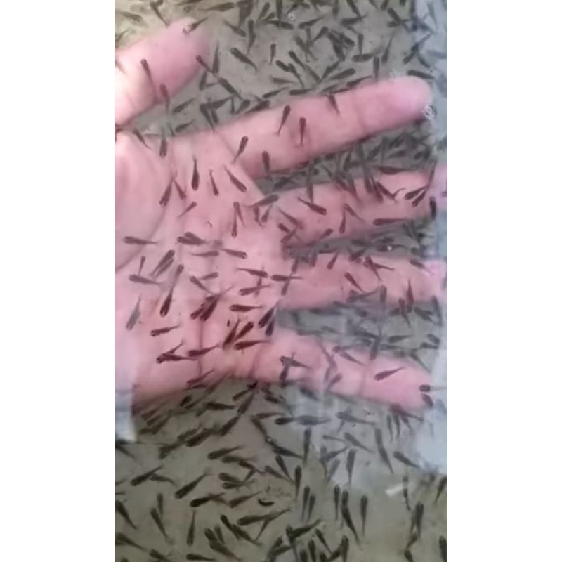 Benih ikan hias koki /burayak/nener /1,100 ekr