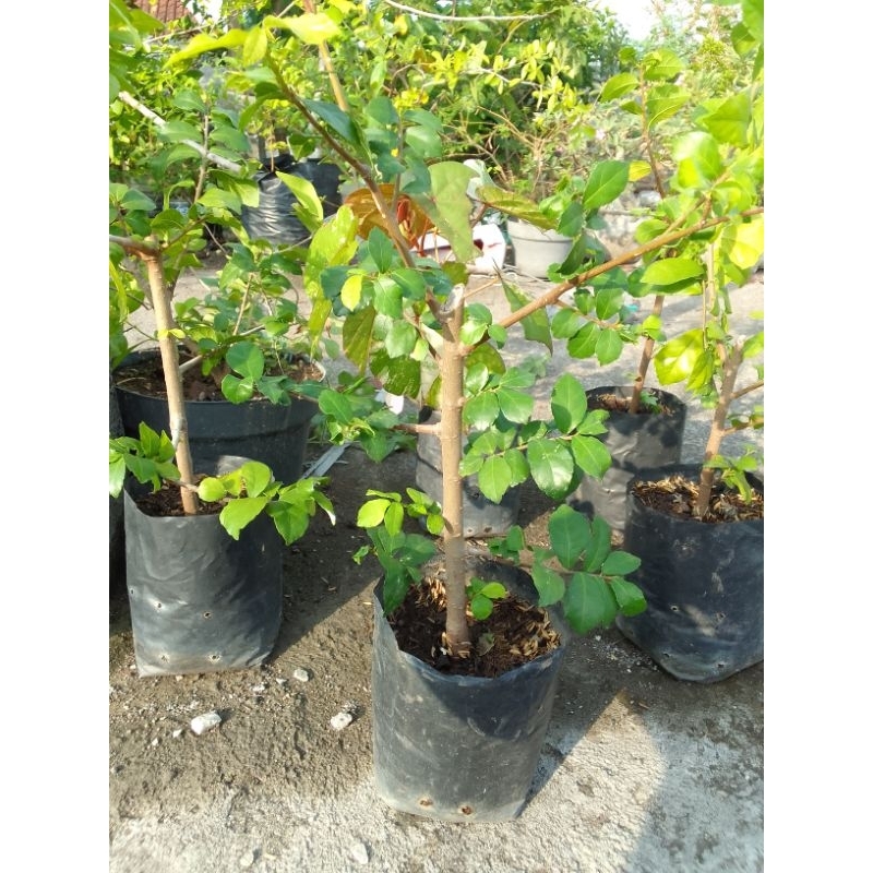 BIBIT BAHAN BONSAI SERUT