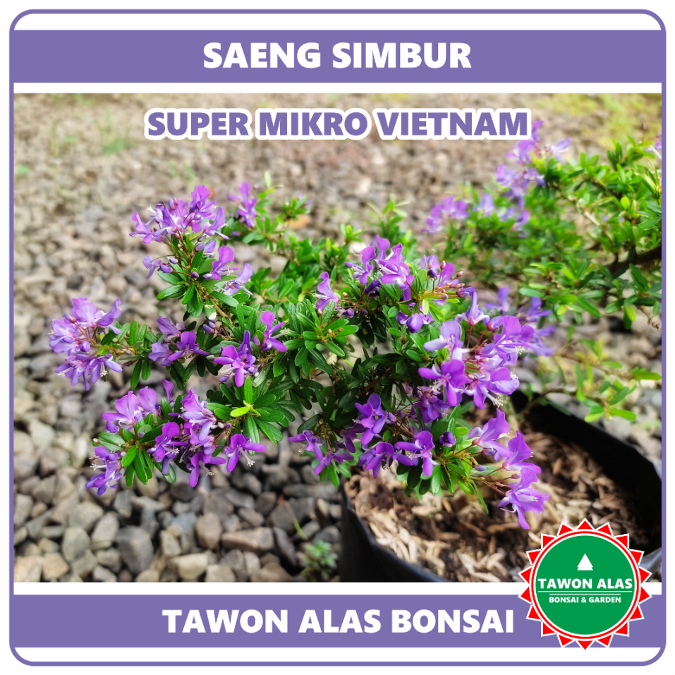BONSAI SAENG SIMBUR Super Mikro Thailand Vietnam - Tanaman Bonsai Bunga Ungu