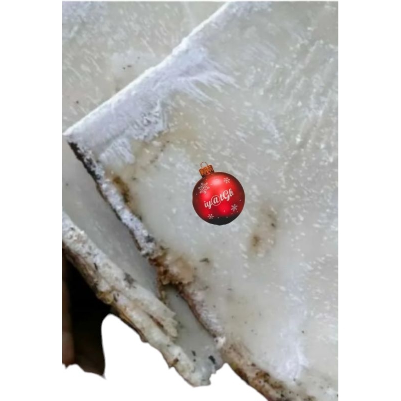 

kulit pohon pule segar | kulit pule fress segar | kulit pule obat