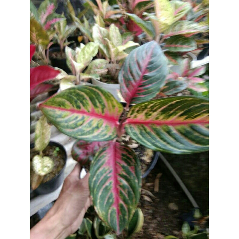 aglonema red borju dewasa realfict