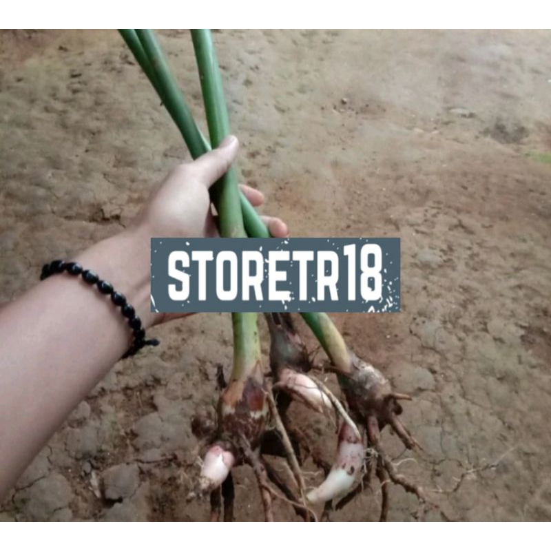 Bibit Parahulu Atau Rambutan Tanah Paket 1 Bibit