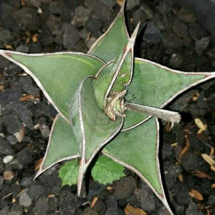 Sanseviera Pinguicula varigata induk