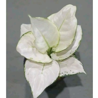 Aglaonema Super White