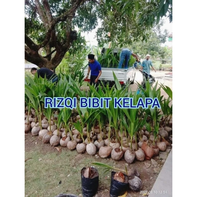 Bibit kelapa Genjah Wulung