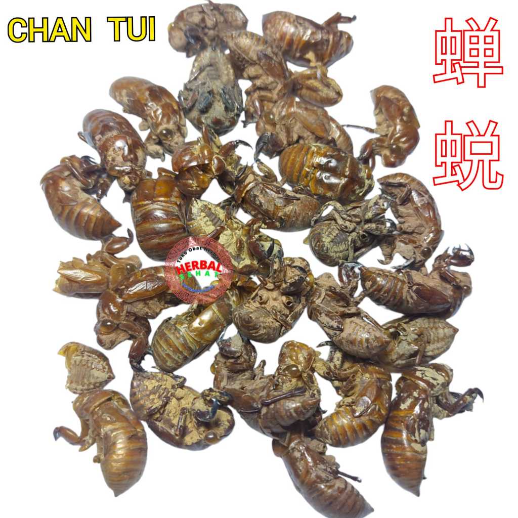 

600 gram Chan Tui Circada Moulting Chantui Periostracum Cicadae