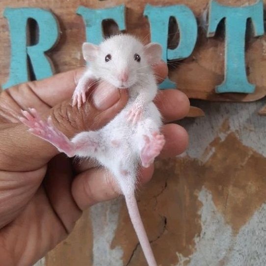 Tikus Hias Rat Dumbo EAR