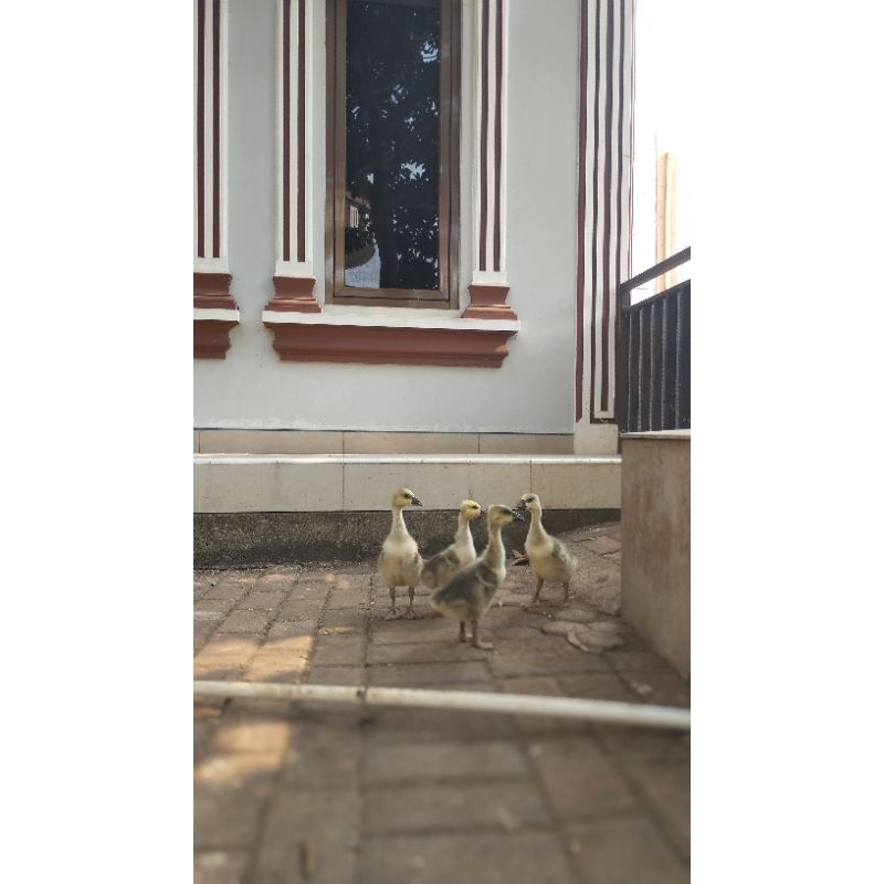 Anak Angsa/Soang Benggala