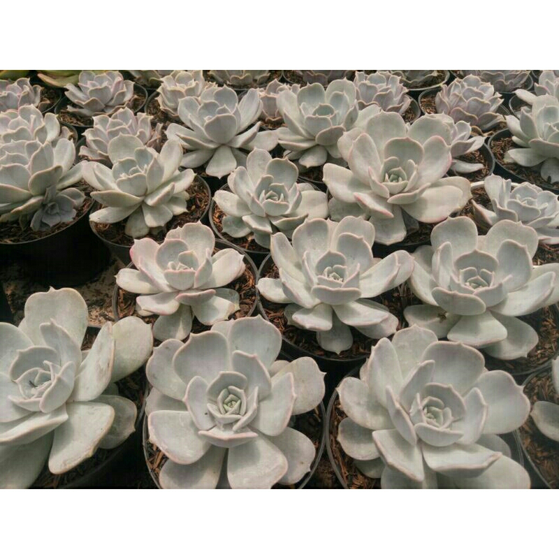 sukulen / echeveria lilacina