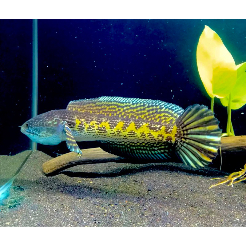 Auranti Spesial istimewa 4-6cm
