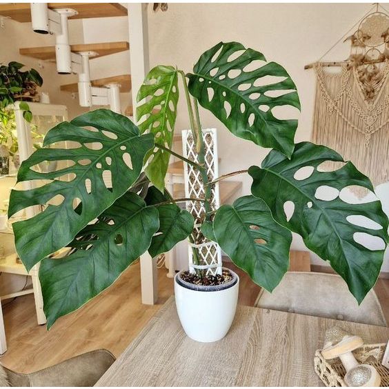Tanaman Hias monstera dubia big size