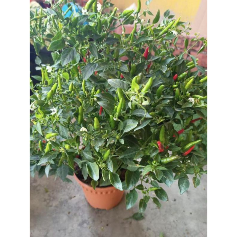 

Cabai Rawit Murah Segar