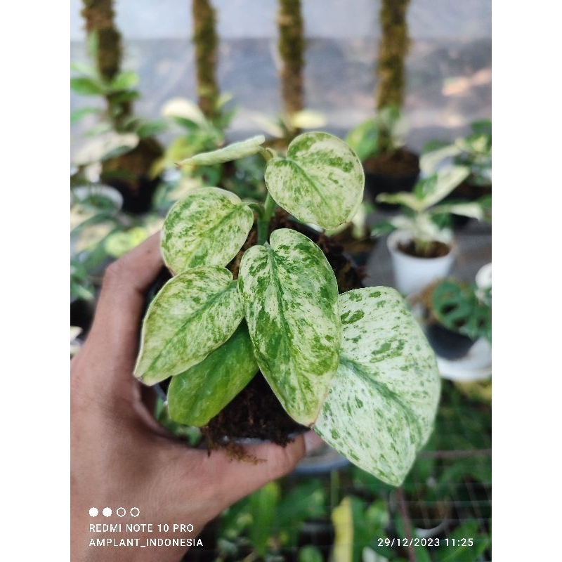 Scindapsus Marble Queen varigata