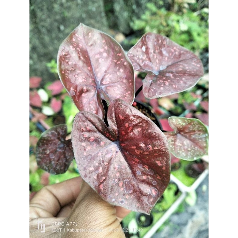 Bibit Caladium Dark Chocolate - Keladi Hias Thailand