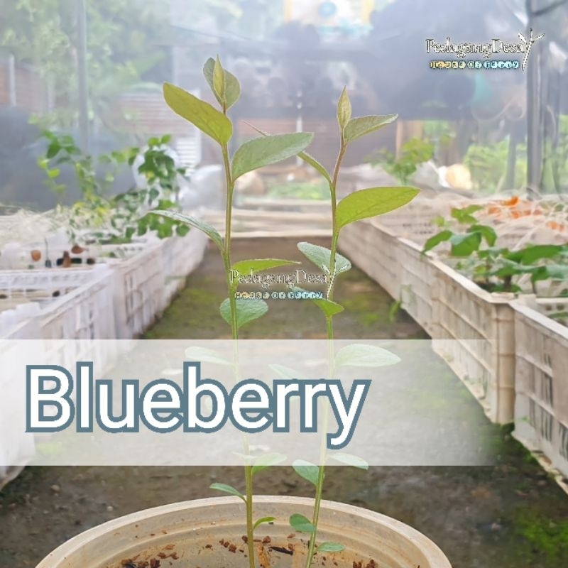 Bibit Blueberry AUSTRALIA Import Original | Dataran Rendah / Tinggi | Bibit Blue berry Import | Peda