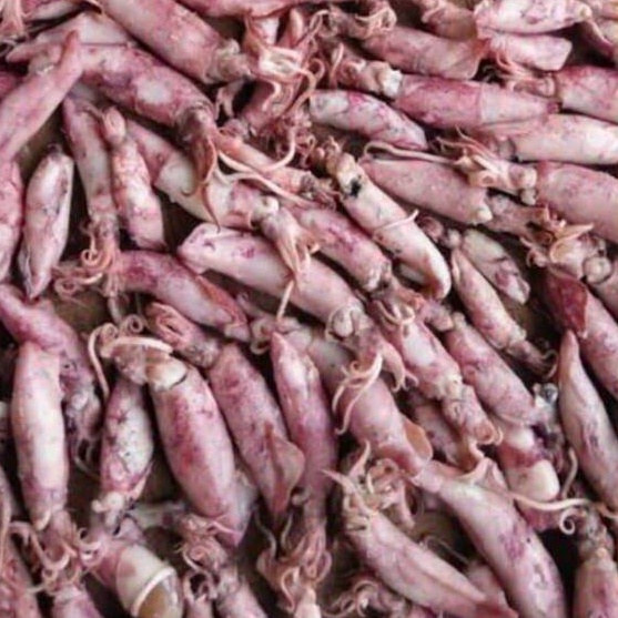 

88 Grosir Ikan Asin Cumi Asin 1 gram Segar