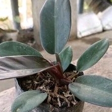 tanaman hias Black kardinal