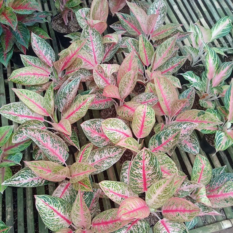 aglonema legacy merah