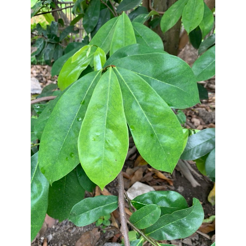

DAUN SIRSAK SEGAR (100lembar)