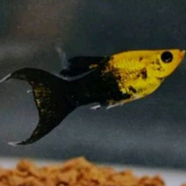 molly golden black ikan hias aquarium aquascape