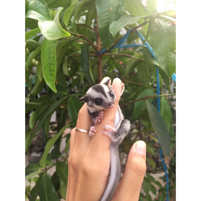 Joey Sugar glider JANTAN