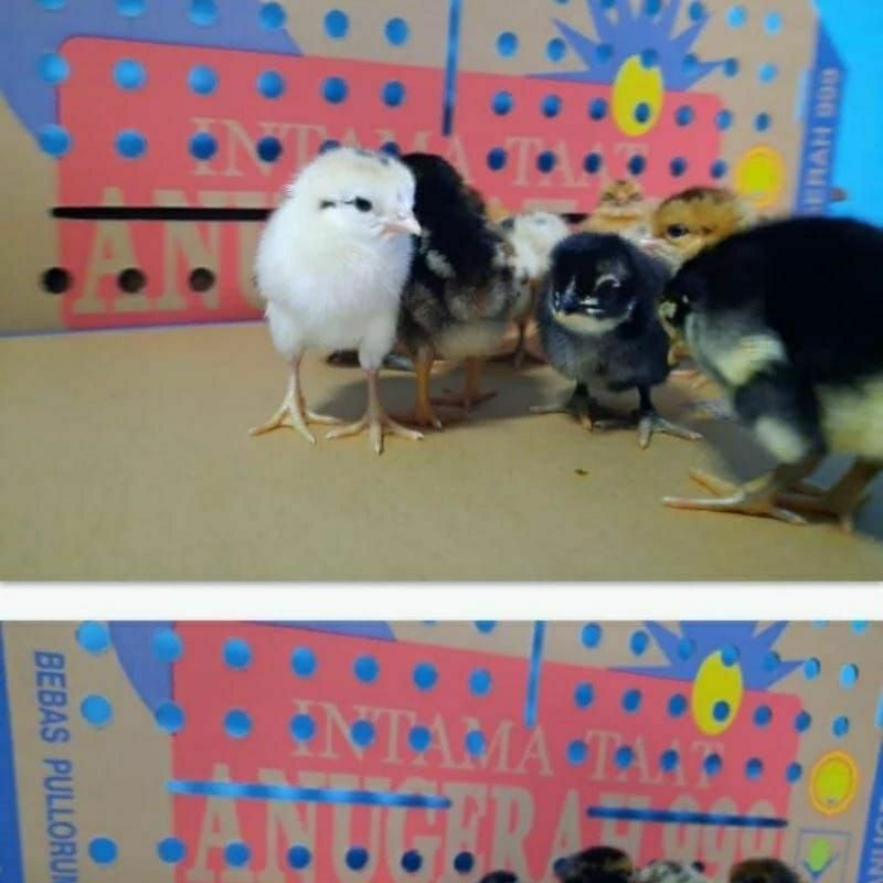 DOC AYAM KAMPUNG ASLI KUB 2 SUDAH VAKSIN 1 BOX ISI 102 EKOR