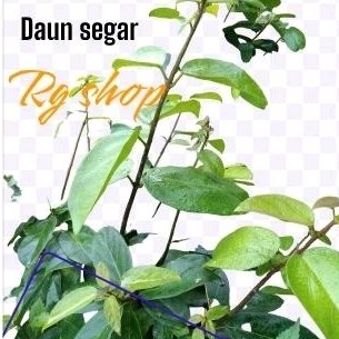 

Daun cincau segar fres