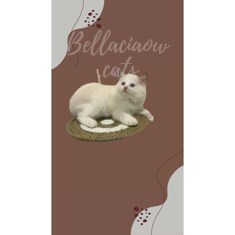 Ragdoll betina
