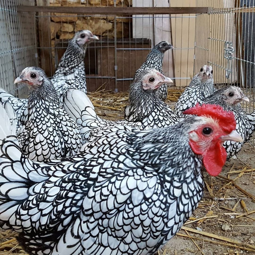 Telur ayam hias batik putih untuk ditetaskan