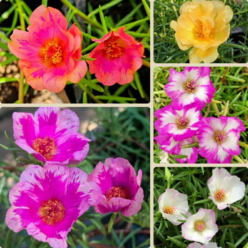 Krokot / Mossrose Tiara