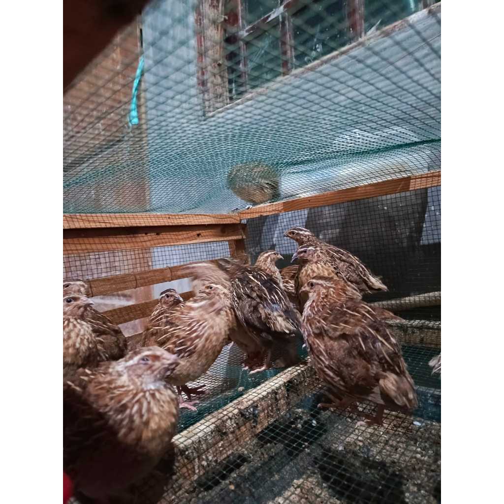 Burung puyuh jantan / Puyuh hidup / Burung puyuh dewasa