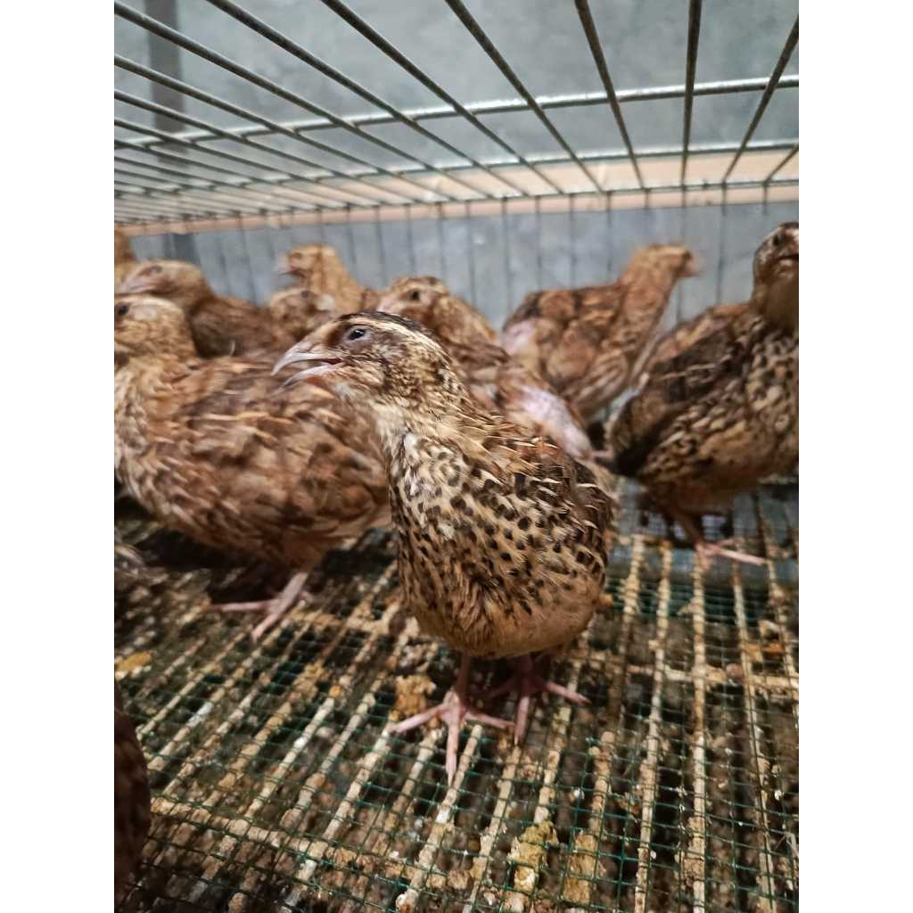 Burung puyuh betina siap bertelur / Burung puyuh betina / Puyuh hidup / Burung puyuh dewasa