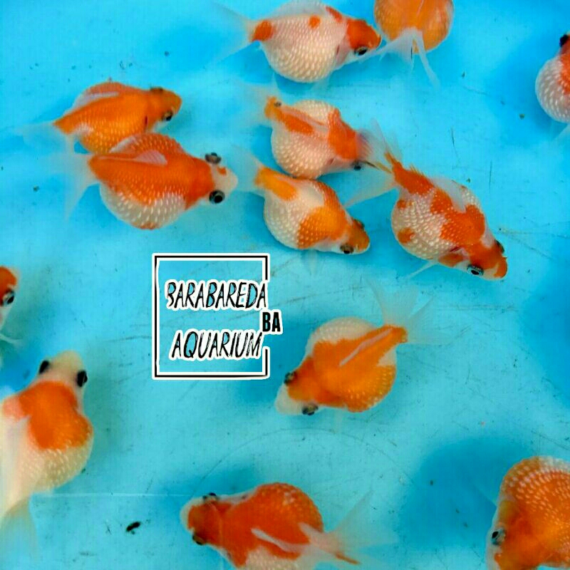 ikan koki mutiara tikus