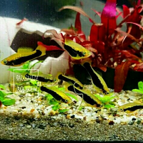 ikan molly cendrawasih
