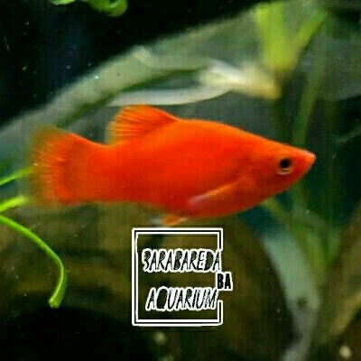 ikan molly balon red coral