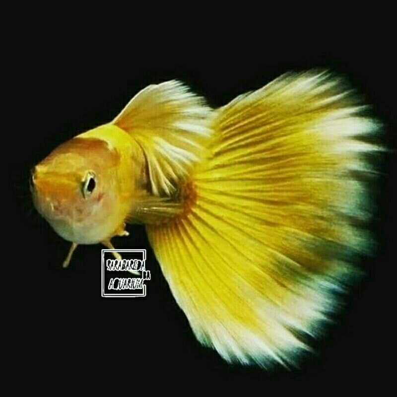 ikan guppy yellow