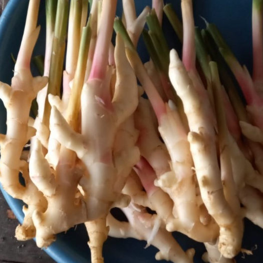 Jahe muda segar 1kg | Young ginger 1 kg | Fresh dari kebun jahe gajah sendiri di wilayah Bogor