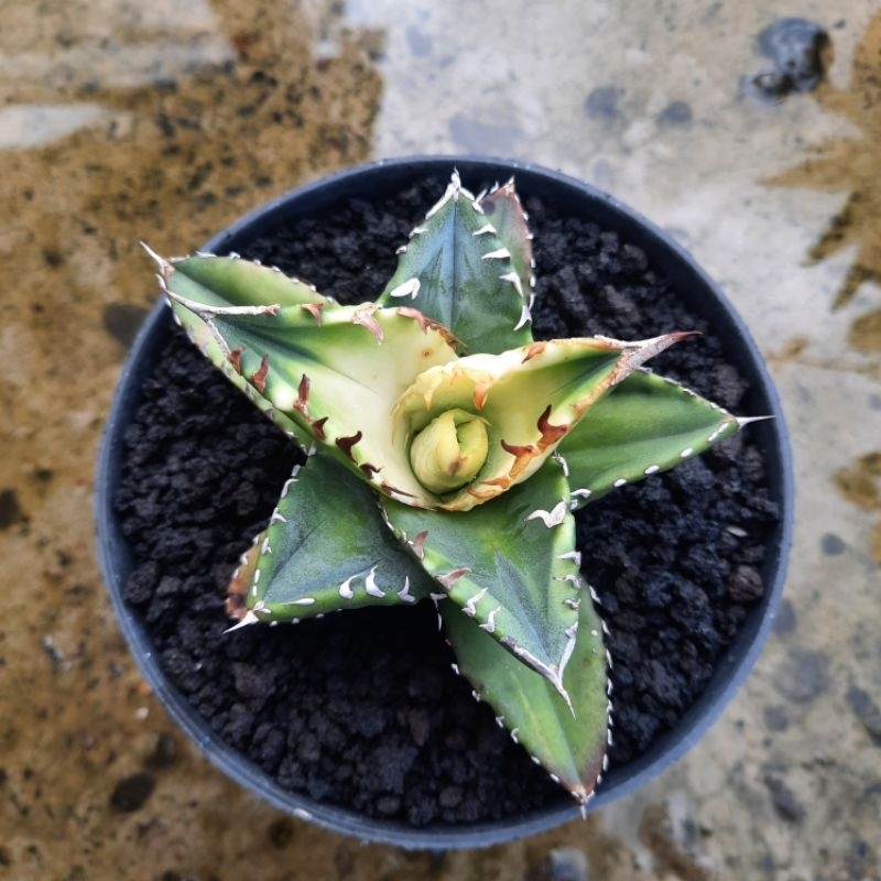 Agave titanota Solar Sunburnt