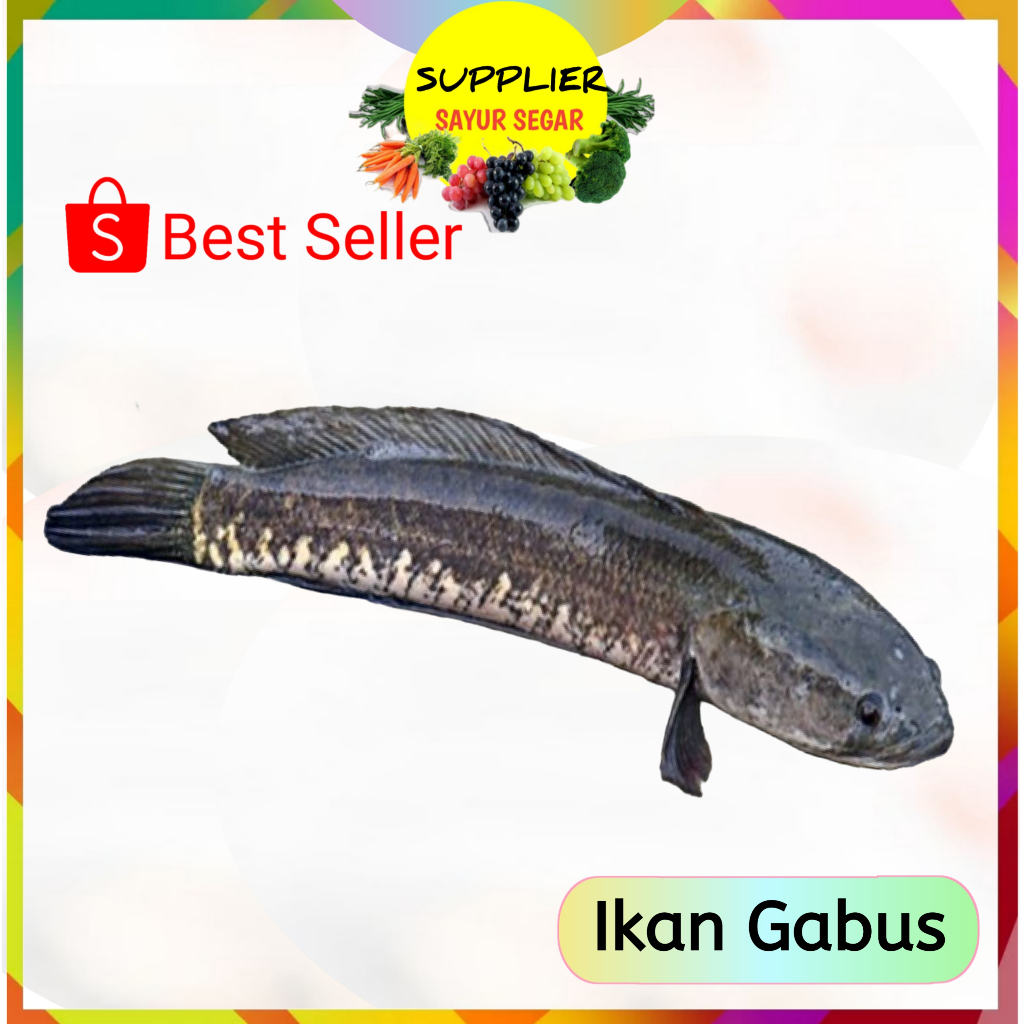 

Ikan Gabus Segar 500 gram - Palembang