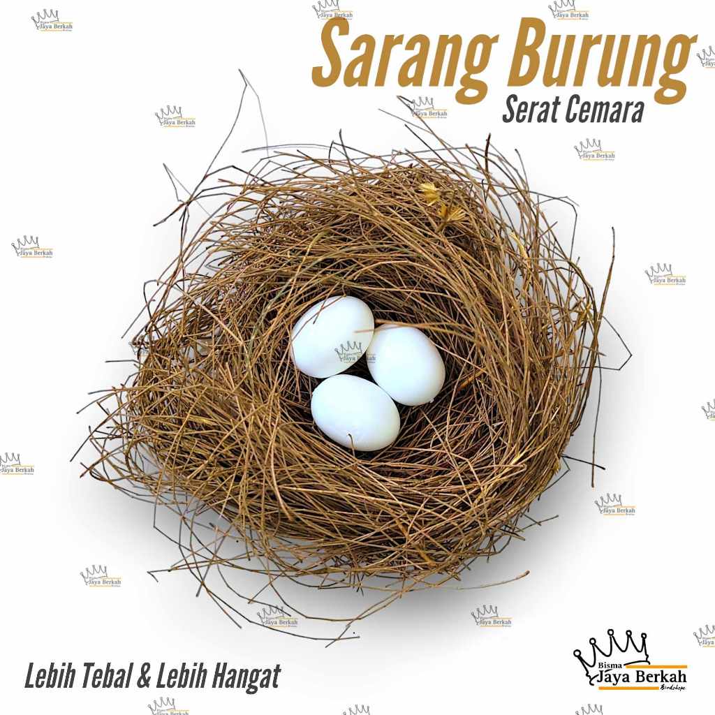 SARANG SERAT CEMARA UNTUK USUHAN SARANG BERTELUR BURUNG MURAI BATU