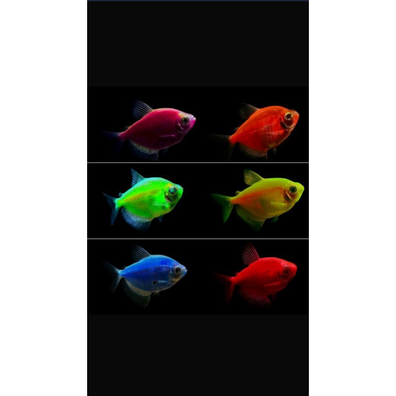 

glofis tetra warna warni khusus Jawa