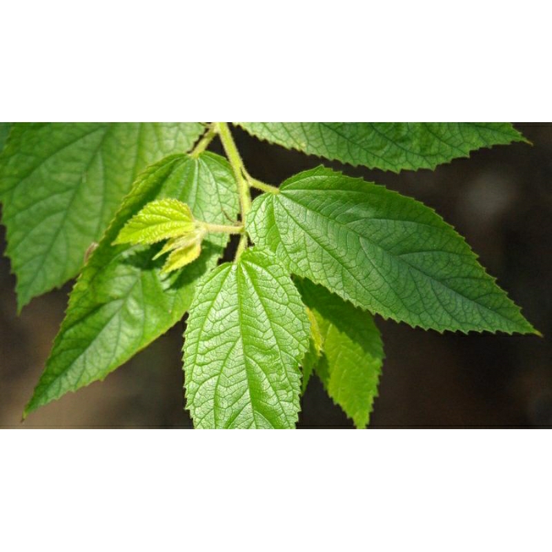 

COD - Daun Cherry Segar Alami