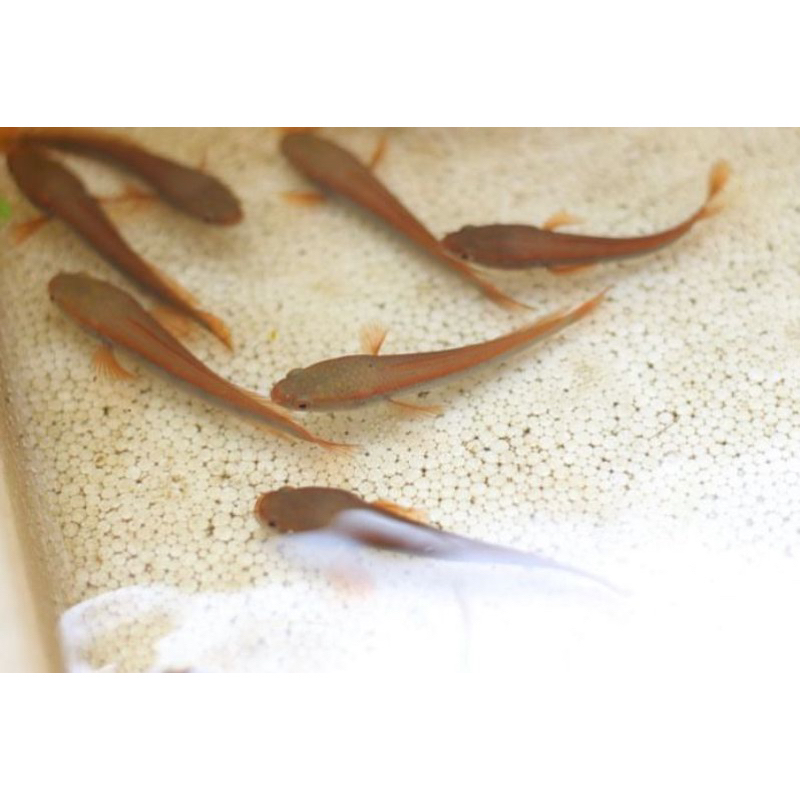 Baby Red Barito usia 1-2bln