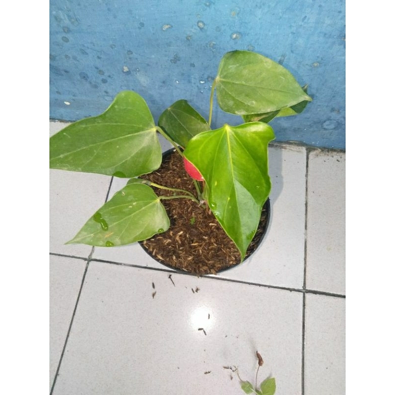 tanaman hias antarium persiden mini