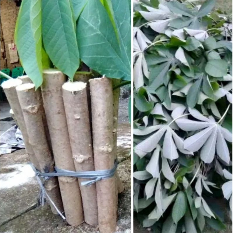 Bibit Singkong Karet / Singkong Pakan Ternak Kambing Etawa / PE