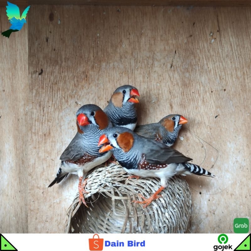 Burung Zebra Finch Medium Jantan Siapan Satuan