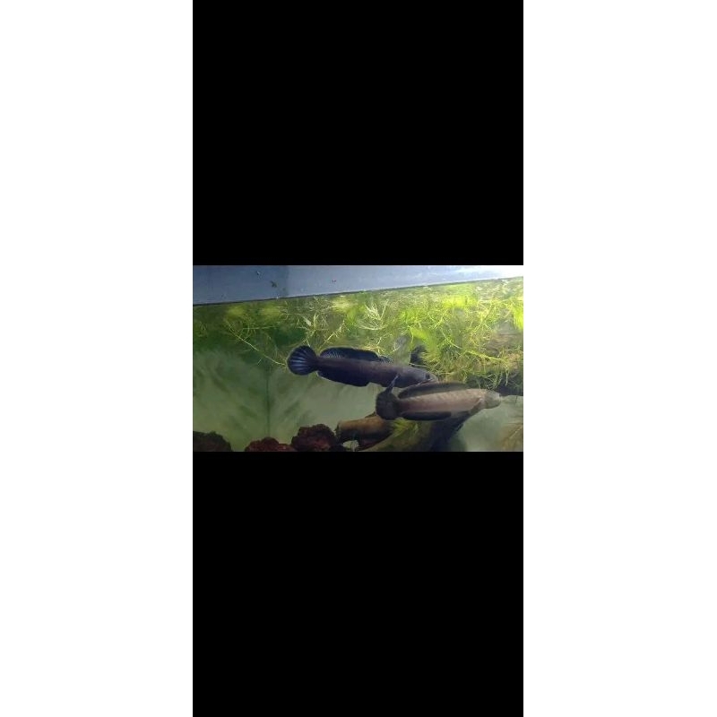 Chana Limbata PAIR PROVEN BUNTING Bawa Telur||COD Bayar ditempat